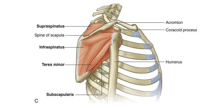 rotator-cuff-1