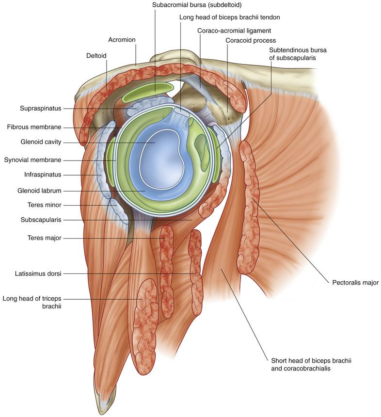 rotator-cuff-2