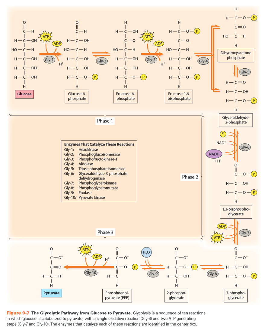 glycolysis