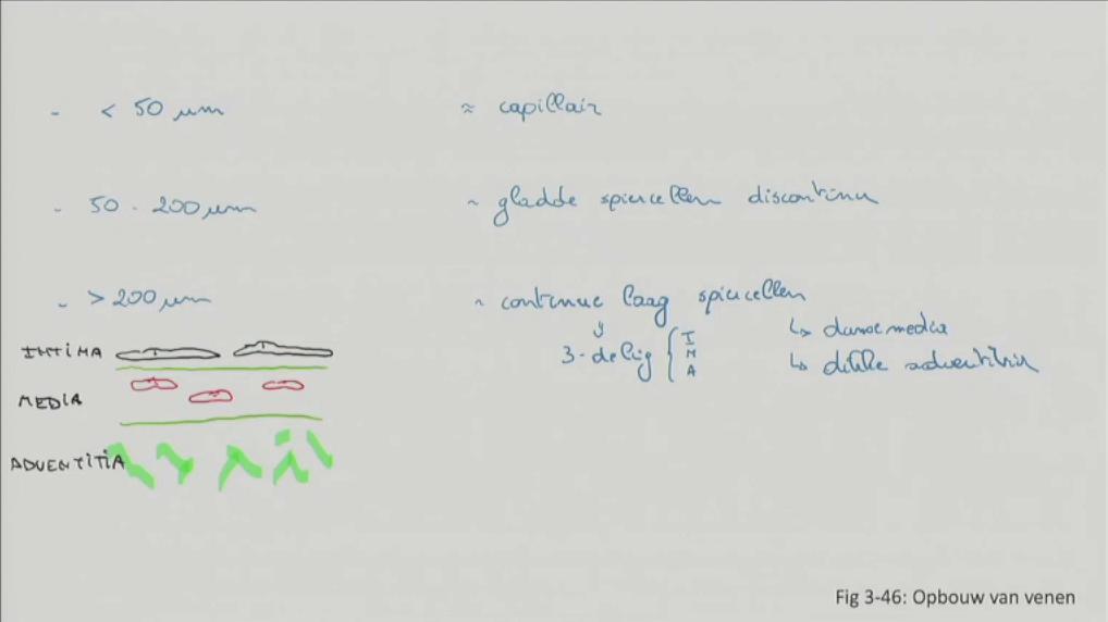 /images/2-bloedsomloop/morfologie/3.46.jpg